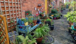Belfast alley way with planted flowers